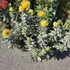 Leucospermum Yellow Zest 3 szár 2 virág