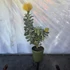 Leucospermum Yellow Zest 3 szár 2 virág