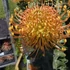 Leucospermum Ayoba Orange Zest 3 szár 2 virág