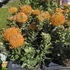 Leucospermum Ayoba Orange Zest 3 szár 2 virág