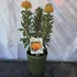Leucospermum Ayoba Orange Zest 3 szár 2 virág