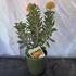 Leucospermum Ayoba Orange Zest 3 szár 2 virág