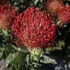 Leucospermum Ayoba Red 3 szár 3 virág