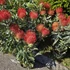Leucospermum Ayoba Red 3 szár 3 virág