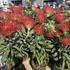Leucospermum Ayoba Red 3 szár 3 virág