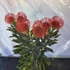 Leucospermum Ayoba Red 3 szár 3 virág